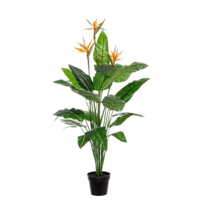 PLANTA STRELITZIA CV 25HOJAS X3F H150