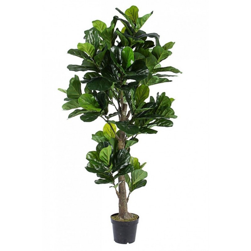 FICUS LYRATA PFLANZE C-VASE 153BLATT H190