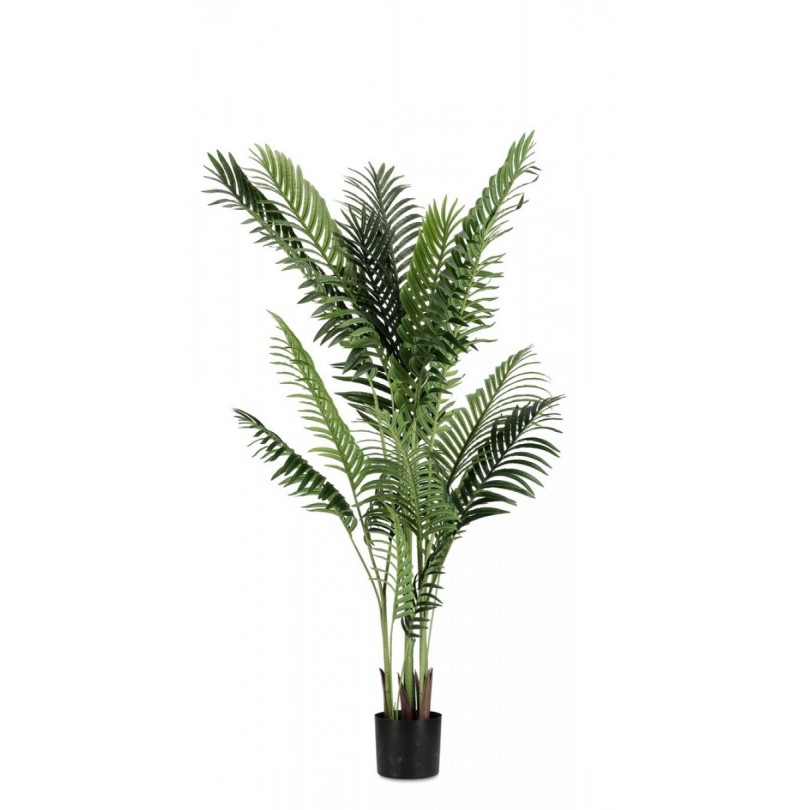 PLANTE KENZIA C-POT 17FEUILLES H160