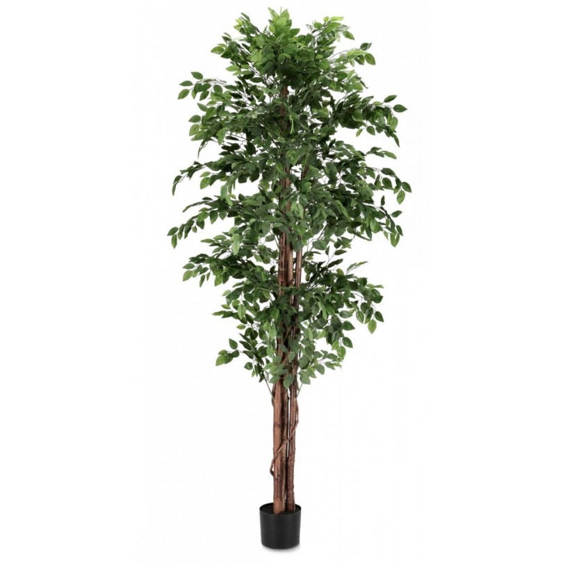 FICUS-PFLANZE C-VASE 2480 BLÄTTER H210