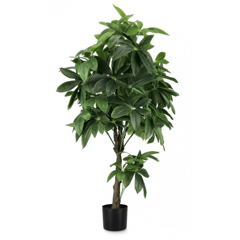 PACHIRA AQUATICA C-POT PLANT 360F H160