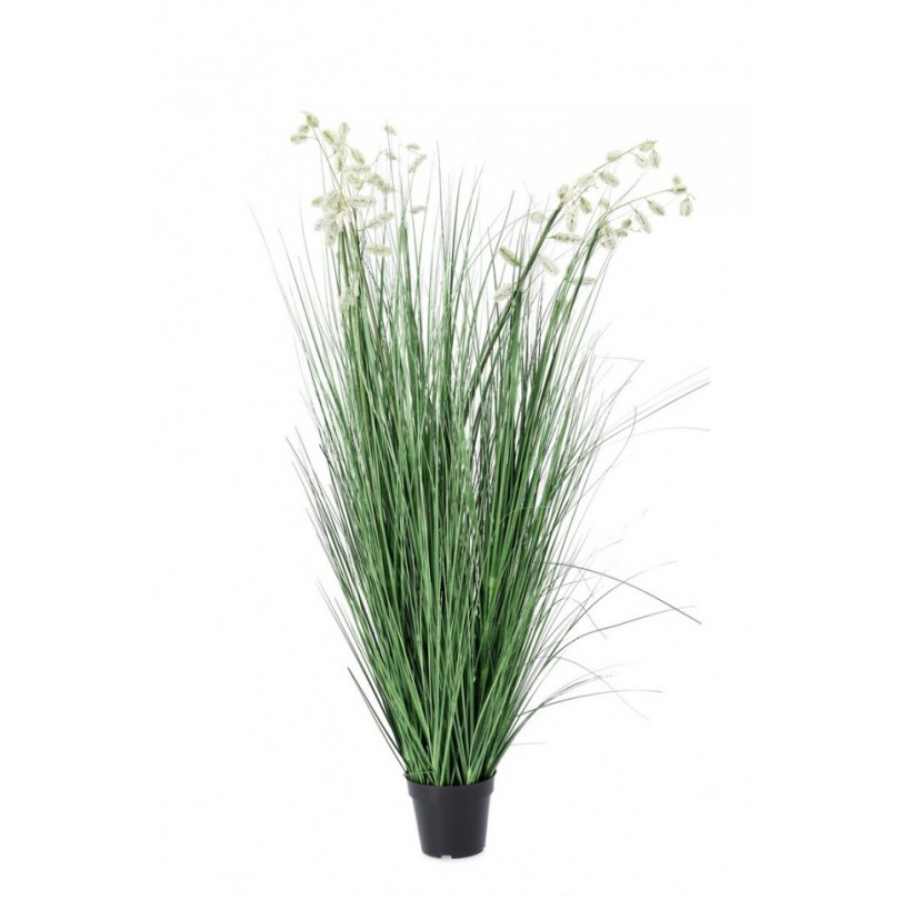 PLANTA GREVILLEA BLANCA C-MACETA X9F H150