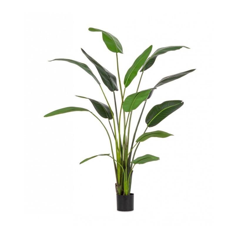 STRELITZIA PLANT C-POT 13LEAVES H235