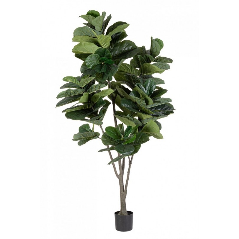 FICUS LYRATA PLANT C-VAS 123LEAVES H230